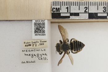 Media type: image;   Entomology 791064 Aspect: Labels